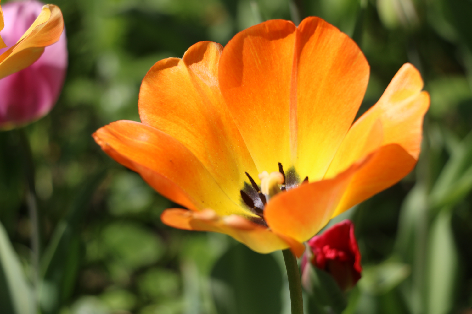 Тюльпановое многоцветье