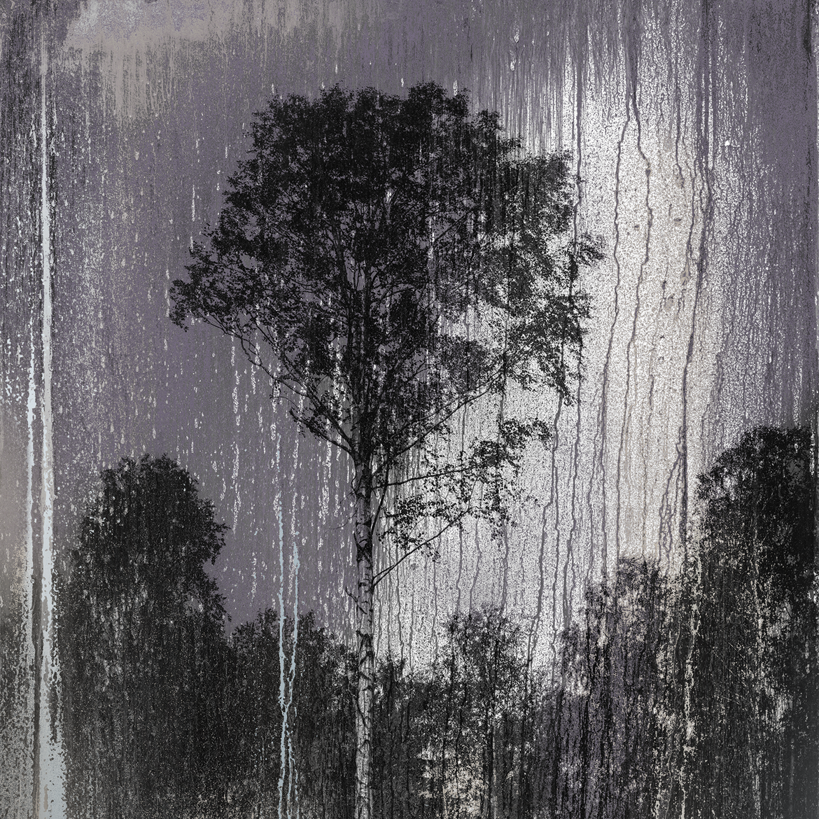 “Таинственный лес” Мэттью Брандта