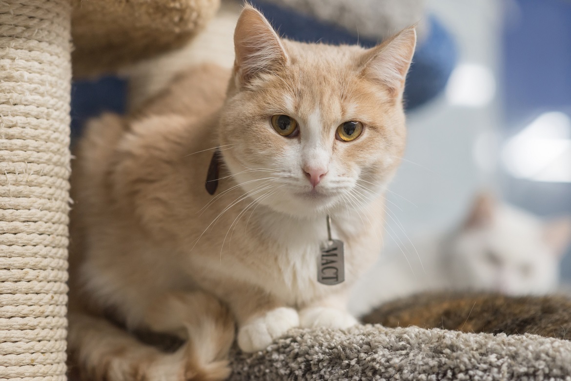 День спонтанного проявления доброты