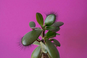 Тата Гориан