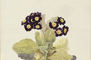 Н. Х. Лепестки цветов