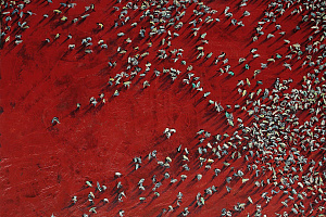 Мераб Сурвиладзе