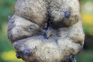 Важная птица