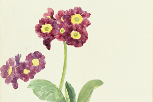 Н. Х. Ветка цветов и набросок